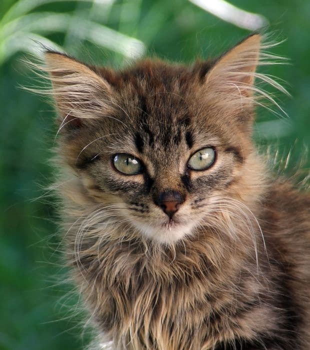 fotografie/animali